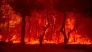 Καίγεται το δάσος της Δαδιάς, αλλά τα μίντια σιωπούν