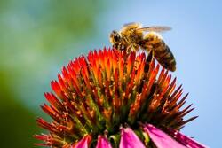 Αποκάλυψη Greenpeace: Η Ευρωπαϊκή Ένωση εξάγει ετησίως πάνω από 10.000 τόνους απαγορευμένων, δολοφονικών για τις μέλισσες, φυτοφαρμάκων