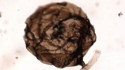 Ανακαλύφθηκε το αρχαιότερο απολίθωμα μύκητα