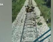 Τα χάλια του ελληνικού σιδηρόδρομου με βίντεο & έγγραφα, 3 μήνες μετά τα Τέμπη (vid)