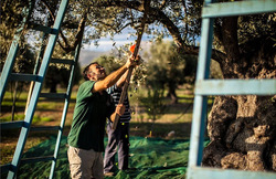 Σταθερά άνω των 3 ευρώ το κιλό από τη νέα σεζόν η αγορά ελαιολάδου