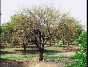 Προστασία των εσπεριδοειδών από τον ιό της Τριστέτσας