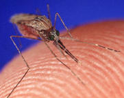 Μέτρα καταπολέμησης κουνουπιών και ενημέρωση πολιτών