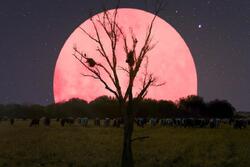 “Ροζ” φεγγάρι: Η πρώτη υπερπανσέληνος του έτους (video)