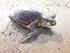 Ανησυχία για τις νεκρές θαλάσσιες χελώνες Caretta caretta Άμεση εθελοντική καταγραφή την Μ. Δευτέρα 25 Απριλίου 2016