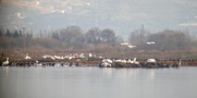 Κατά μέτωπο επιδρομή οπλοφόρου στην αποικία των πελεκάνων μέσα στο Εθνικό Πάρκο. 