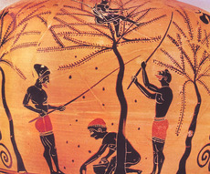 Πως έφτιαχναν οι Έλληνες κατά την αρχαιότητα τις φαγώσιμες ελιές