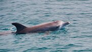 Ελευθερώστε το δελφίνι-Η συγκινητική διάσωση από ψαράδες στην Κάλυμνο (video)