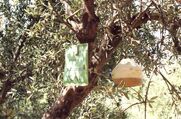 Περιφέρεια Δυτικής Ελλάδας: Εγκρίθηκε ποσό πάνω από 900 χιλιάδες ευρώ για τη δακοκτονία