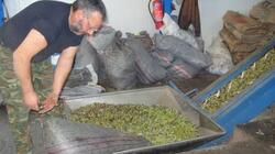 Η ακαρπία της ελιάς αφήνει χωρίς εισόδημα τους ελαιοπαραγωγούς της Φθιώτιδας και όλης της χώρας