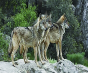Θέλουμε λύκους και όχι κρατική διαχείριση
