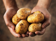 Η ιστορία της πατάτας