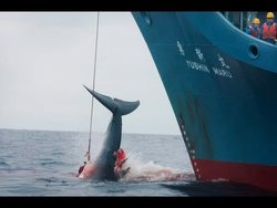 Χωρίς προσχήματα: Η Ιαπωνία ξεκινά τη φαλαινοθηρία – που δεν σταμάτησε ποτέ