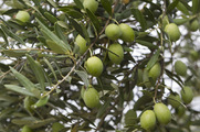 Tι ισχύει για τις επιδοτήσεις και αποζημιώσεις των ελαιοπαραγωγών .