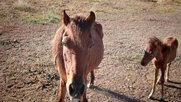 Εικόνες σοκ στη Γεωπονική του ΑΠΘ – Καταγγελία για υποσιτισμένα άλογα και ιπποειδή (Photos)