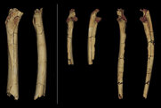 Σαχελάνθρωπος: Ο αφρικανικός πρόγονος περπατούσε στα 2 του πόδια ήδη πριν 7 εκατ. χρόνια (Εικόνες)