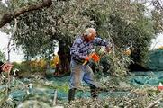 Συντάξεις Ασφαλισμένων με Αγροτικά Εισοδήματα