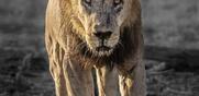 Ιστορίες χωρίς φωνή / Γιατί σκοτώνουν τα λιοντάρια;