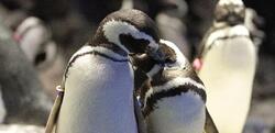 Ουρουγουάη / Σχεδόν 2.000 πιγκουίνοι εντοπίζονται νεκροί σε 10 ημέρες