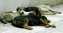 Νομοσχέδιο-καταδίκη για τα ζώα συντροφιάς