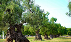 Οι ελιές στη Μεσόγειo χτυπήθηκαν από θανάσιμη ασθένεια - Απειλή και για την Ελλάδα