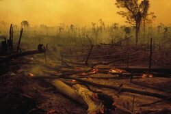 Ο Αμαζόνιος πλέον εκπέμπει περισσότερο διοξείδιο του άνθρακα από όσο απορροφά