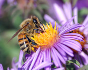 Αν οι μέλισσες εξαφανιστούν, το ανθρώπινο είδος θα εξαφανιστεί μέσα σε τέσσερα χρόνια