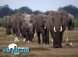 Παγκόσμια Ημέρα του Ελέφαντα