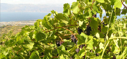 Greek Raisins -  Κορινθιακή Σταφίδα Ελληνική & Πολύτιμη