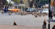 Ταϊλάνδη / 3.500 μαϊμούδες κάνουν επιδρομή στο κέντρο της Ταϊλάνδης