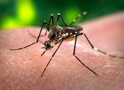 Παγκόσμια Ημέρα κατά των Κουνουπιών ( American Mosquito Control Association)