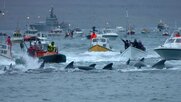 Η θάλασσα βάφτηκε κόκκινη από τη σφαγή 1.500 δελφινιών στο κυνήγι της ντροπής στα Νησιά Φερόε