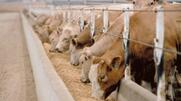 ΣΥΡΙΖΑ - ΠΣ: «Εκτός της ενίσχυσης ζωοτροφών μένουν πολλοί κτηνοτρόφοι της χώρας»