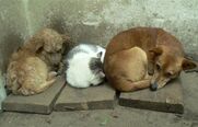 Διεθνής Ημέρα Αδέσποτων Ζώων (international homeless animals day)