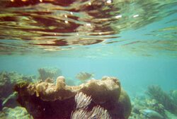 Περιβάλλον: Οι κατεστραμμένοι κοραλλιογενείς ύφαλοι μπορούν να αναγεννηθούν