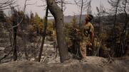 «Βόμβα» Βαρουφάκη για αναδάσωση με μεταλλαγμένα δέντρα... made by Bayern-Monsanto (video)