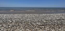 Τέξας / Δεκάδες χιλιάδες νεκρά ψάρια ξεβράστηκαν στις ακτές