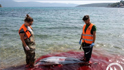 Συνεχίζονται οι δολοφονίες θαλάσσιων θηλαστικών στο Αιγαίο...
