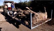 Οργή στον Παλαμά: “Θα πετάξουμε τα νεκρά ζώα μπροστά στη Βουλή”