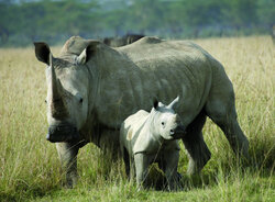 Παγκόσμια Ημέρα Ρινόκερου