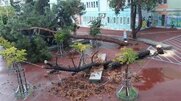 Συνεχίζεται η «αξιολόγηση» Κεραμέως: Μεγάλο πεύκο έπεσε στην αυλή σχολείου στη Θεσσαλονίκη