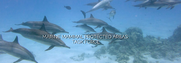 Ο Κορινθιακός Κόλπος ανακηρύχθηκε περιοχή ΙΜΜΑ (Σημαντική περιοχή για τα θαλάσσια θηλαστικά) από την Παγκόσμια Ένωση για την Προστασία της Φύσης IUCN