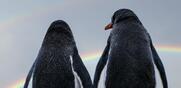 Ιστορίες χωρίς φωνή / Οι πιγκουίνοι πεθαίνουν από την πείνα