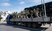 Αιωνόβιες ελιές στην Ιερά οδό για την Παγκόσμια Ημέρα Περιβάλλοντος από τον Δήμο Αθηναίων