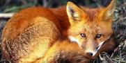 Ρίψεις εμβολίων δολωμάτων κατά της λύσσας στην Π.Ε Αιτωλοακαρνανίας για τις κόκκινες αλεπούδες – Οδηγίες προφύλαξης για τους πολίτες