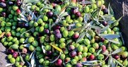 Μας βγαίνει το λάδι