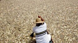Μια θάλασσα νεκρά ψάρια: Το σκάνδαλο κατασπατάλησης της παγκόσμιας αλιείας