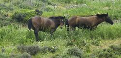 Κτηνωδία - Όρος Πεταλά / Άγνωστοι πυροβολούν και σκοτώνουν άλογα όταν κατεβαίνουν στον κάμπο