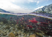 Παγκόσμια Ημέρα Ιχθυομετανάστευσης (World Fish Migration Day)