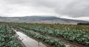 Κλιματική κρίση και γεωργική παραγωγή: πραγματικότητα, αποτελέσματα, προτάσεις